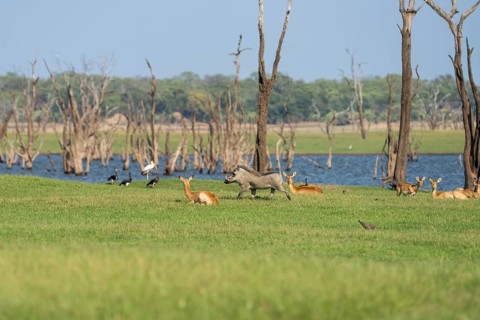 A warthog, Phacochoerus africanus, is running from the right to the left passing resting Puku