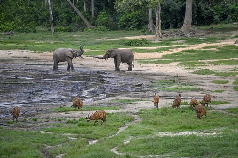 Forest elephants (Loxodonta cyclotis) and bongo antelopes (Tragelaphus eurycerus) in the Dzanga Bai