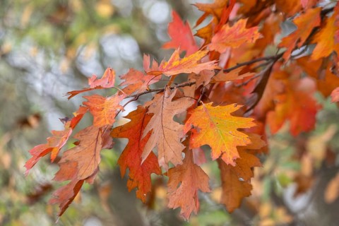 Autumn leaves of the red oak (Quercus rubrum), Emsland, Lower Saxony, Germany, Europe