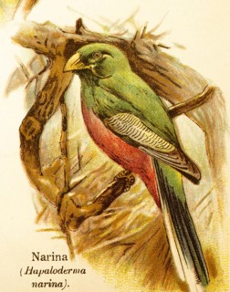 Narina or narina trogon (Apaloderma narina) branches, green, red, historical illustration, World of