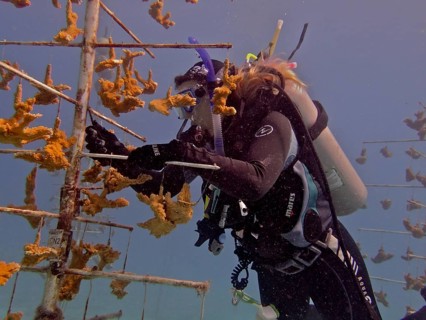 Coral farming. Diver cleans the frame on which young specimens of Elkhorn coral (Acropora palmata)