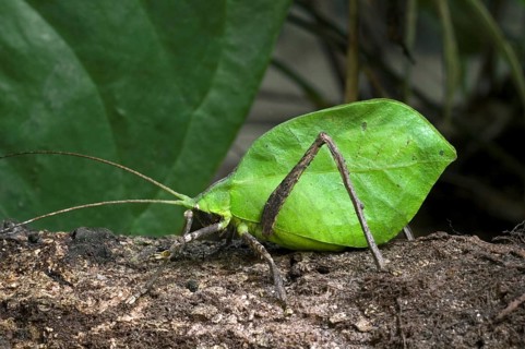 Leaf-mimic katydid in rainforest, Central America