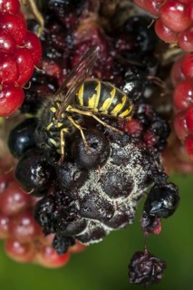 Common wasp (Vespula vulgaris) feeding on ripe berries of blackberry bush (Rubus cultivar) in
