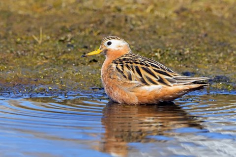 Red phalarope, grey phalarope (Phalaropus fulicarius) male in breeding plumage resting in pond on
