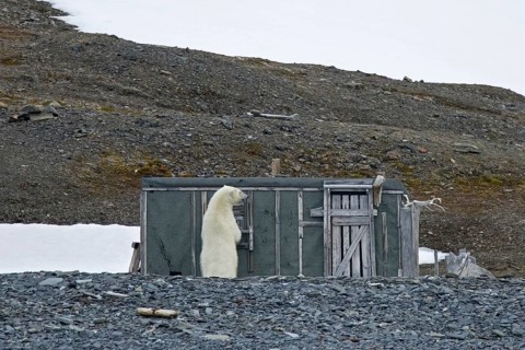 Curious polar bear (Ursus maritimus) examining old abandoned fur trapper cabin along the Svalbard