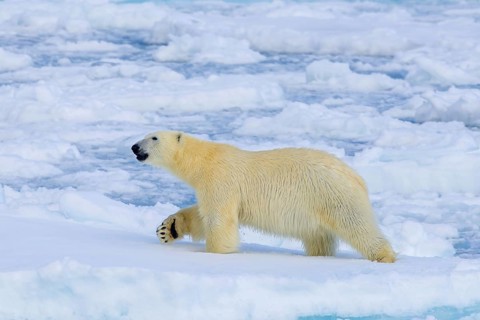 Lone polar bear (Ursus maritimus) hunting on pack ice, drift ice in the Arctic Ocean along the