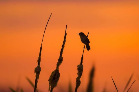 Savi's warbler (Locustella luscinioides) male perched on bulrush spike in wetland in spring,