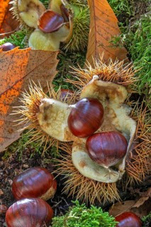 Sweet chestnut, Spanish chestnuts (Castanea sativa) close-up of fallen spiny cupules and brown nuts