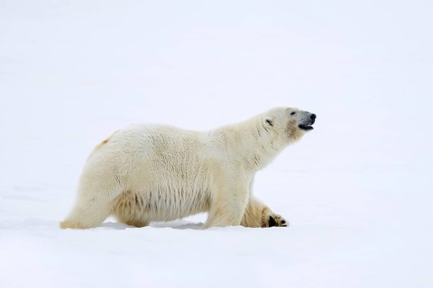 Lone polar bear (Ursus maritimus) hunting on snow plain along the Svalbard coast, Spitsbergen,
