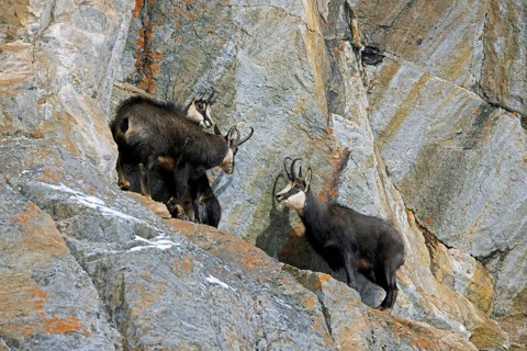Rutting Alpine chamois (Rupicapra rupicapra) male, buck chasing female and juvenile in rock face