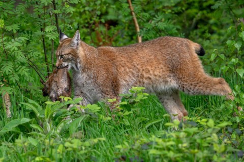 Hunting Eurasian lynx (Lynx lynx) walking with killed muskrat (Ondatra zibethicus) prey in its