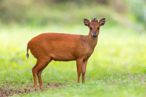 Red forest duiker (Cephalophus natalensis) antelope, iSimangaliso Wetland Park, St. Lucia,