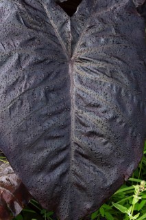 Close-up of dark purple Colocasia esculenta, Elephant Ear's or Taro leaf with raindrops in summer,