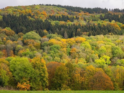 View of mixed woodland in autumn colour, in the Rhön UNESCO Biosphere nature reserve, county