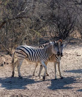 Plains zebra (Equus quagga), two zebras cuddling, Khama Rhino Sanctuary, Serowe, Botswana, Africa
