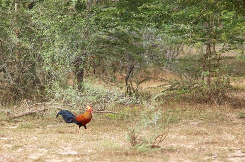 Ceylon Partridge (Gallus lafayettii), national bird of Sri Lanka, in Yala Natioal Park, Southern
