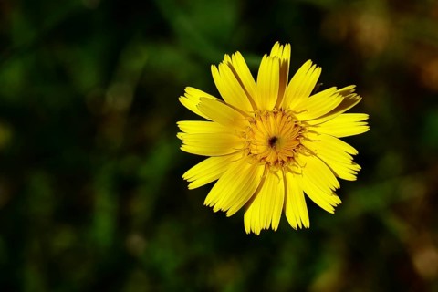 Mouse-ear hawkweed, also known as Lesser mouse-eared hawkweed or long-haired hawkweed (Hieracium