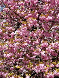 Japanese Cherry, Oriental Cherry, East Asian Cherry, Japanese Cherry, Japanese Blossom Cherry