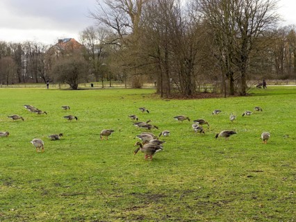 Greylag geese (Anser anser) in the English Garden, Munich, Bavaria, Germany, Europe
