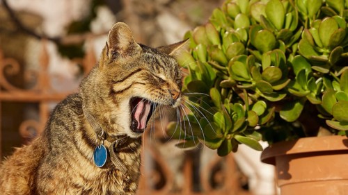 Tabby cat with blue collar yawning next to a terracotta pot, cat, Pyles, west coast, mountain
