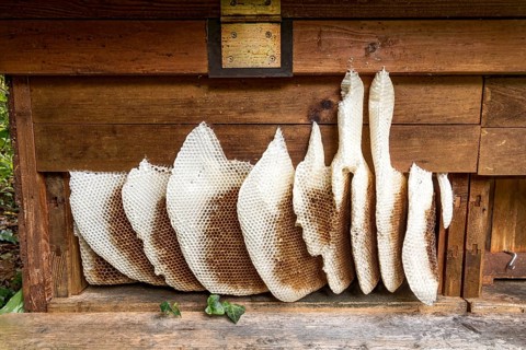 Honeycomb abandoned by colony, honeycomb, wild natural burrow on outside of hive, light-coloured