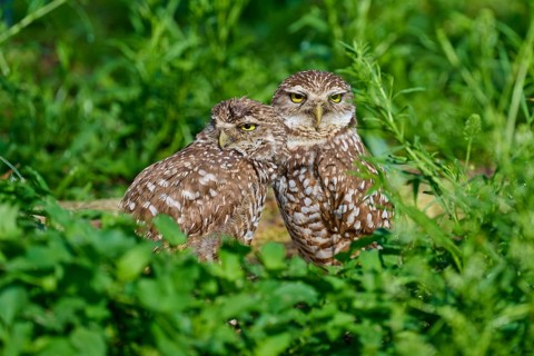 Two burrowing owls (Speotyto cunicularia) sitting together in the meadow, Pembroke Pines, Florida,