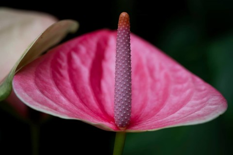 Pink flamingo flower (Anthurium andreanum), detailed view, Princess of Wales Conservatory, Royal