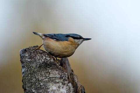 Nuthatch (Sitta europaea), adult bird, Dingdener Heide nature reserve, North Rhine-Westphalia,