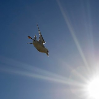 A seagull flies acrobatically through the blue sky, illuminated by the sun's rays, Cliffs of Moher