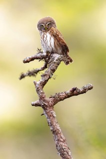 Pygmy owl (Glaucidium passerinum), Luce, Mountain area, Luce, Styria, Slovenia, Europe