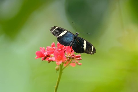 Close-up of a Sara Longwing (Heliconius sara) butterfly on a red blossom
