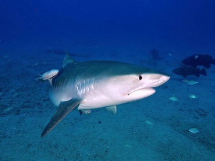 Tiger shark (Galeocerdo cuvier) with ship keeper (Echeneidae), dive site Bonair, Jupiter, Florida,