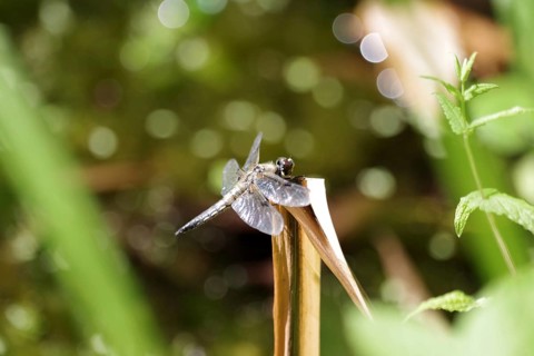 Four-spot (Libellula quadrimaculata), large dragonfly, wing, garden pond, The four-spot dragonfly