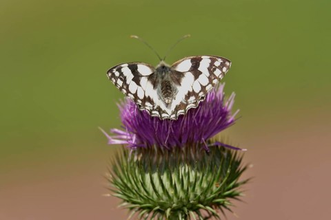 Marbled white (Melanargia galathea), July, Saxony-Anhalt, Germany, Europe