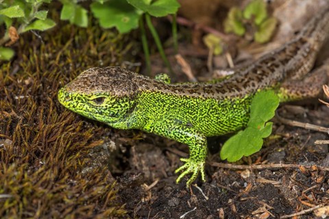 Sand lizard (Lacerta agilis) male in green wedding dress on forest floor with moss and leaves,