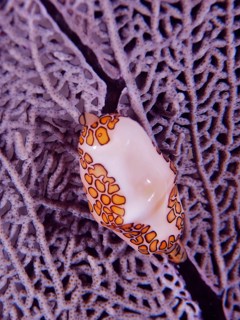 Close-up of a flamingo tongue snail (Cyphoma gibbosum) resting on a purple common sea fan (Gorgonia