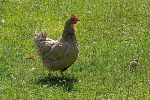 Chicken with chicks, Eime, Leinebergland, Lower Saxony, Germany, Europe
