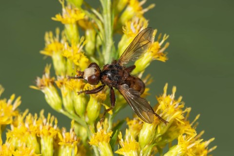 Broad-fronted bladderwrack (Sicus ferrugineus) on canada goldenrod (Solidago canadensis),