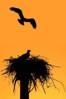 Western osprey (Pandion haliaetus) in the nest at sunset, Everglades National Park, Florida, USA,