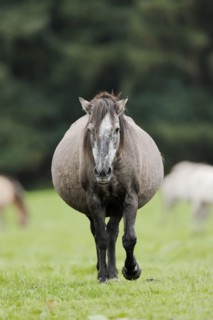 Dülmener Wildpferd, pregnant mare, Merfelder Bruch, Dülmen, North Rhine-Westphalia, Germany, Europe
