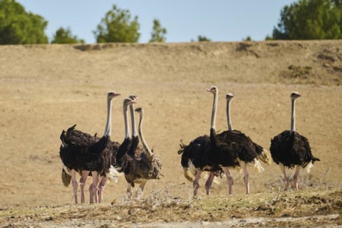 Common ostrich (Struthio camelus) in the dessert, captive, distribution Africa