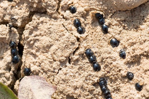 Dry spawn of the natterjack toad (Epidalea calamita) (syn.: Bufo calamita) in dried up small water