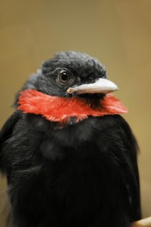 Purple-throated fruitcrow (Querula purpurata), male, captive, occurring in Central and South