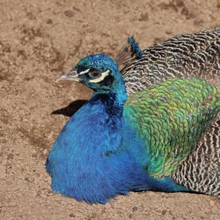 Indian peafowl (Pavo cristatus), portrait, captive, North Rhine-Westphalia, Germany, Europe