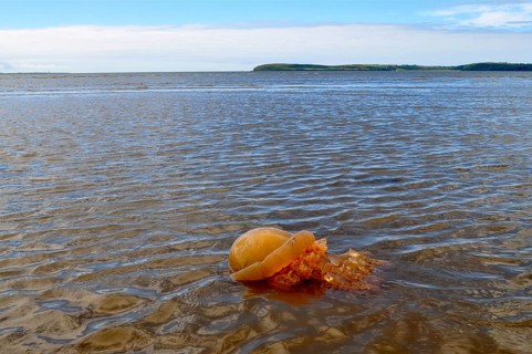 Barrel jellyfish (Rhizostoma pulmo) stranded in shallow water near the coast under a cloudy sky.