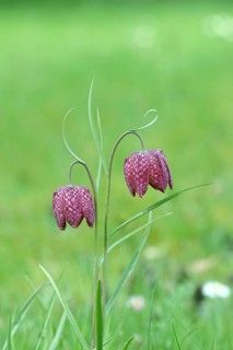 Snake's head fritillary (Fritillaria meleagris), two flowers in a meadow, inflorescence, early