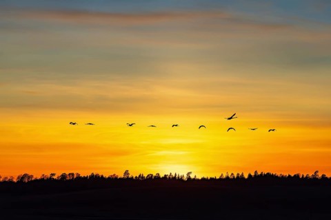 Flock of Common cranes (Grus Grus) flying over a forest in silhouette on a colourful sky in sunset