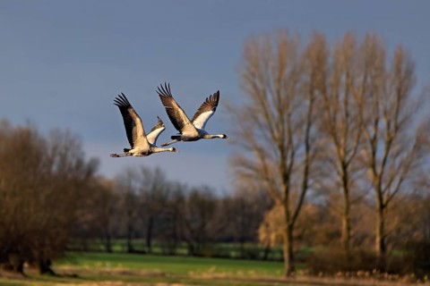 Zwei Vögel im Flug über eine ländliche Landschaft mit Bäumen und klarem Himmel, Kraniche auf dem