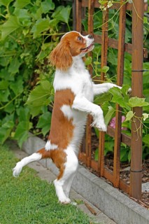 Cavalier King Charles Spaniel, kitten