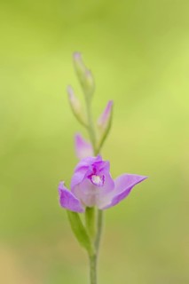 Red helleborine (Cephalanthera rubra), flower, Provence, Southern France, France, Europe